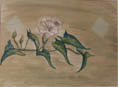 [Morning Glories]