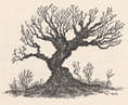 [Old Apple Tree]