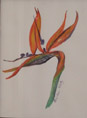 [Passion Flower ]